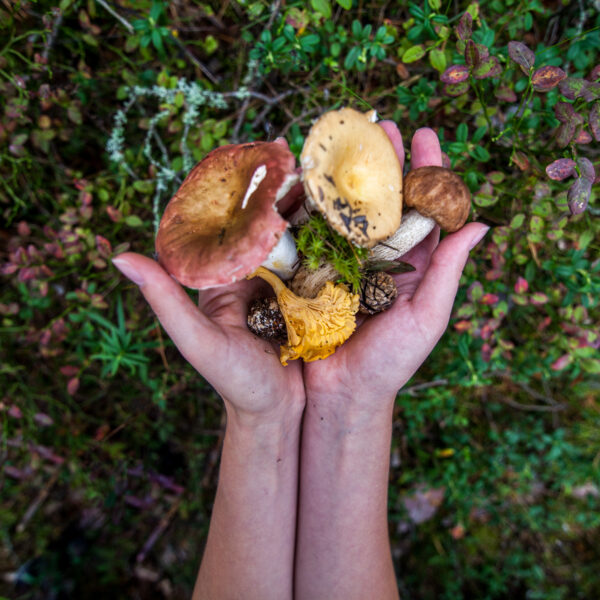 mushroom-picking-in-the-forest-visit-saimaa